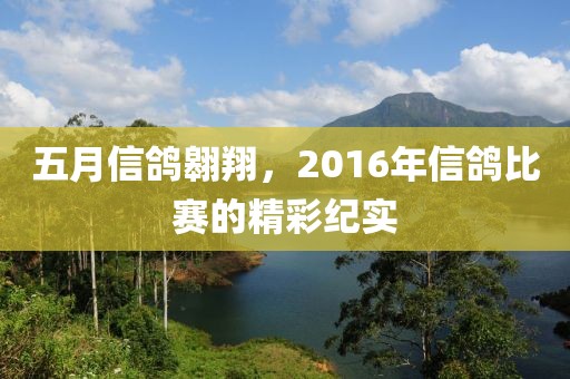 五月信鴿翱翔，2016年信鴿比賽的精彩紀實