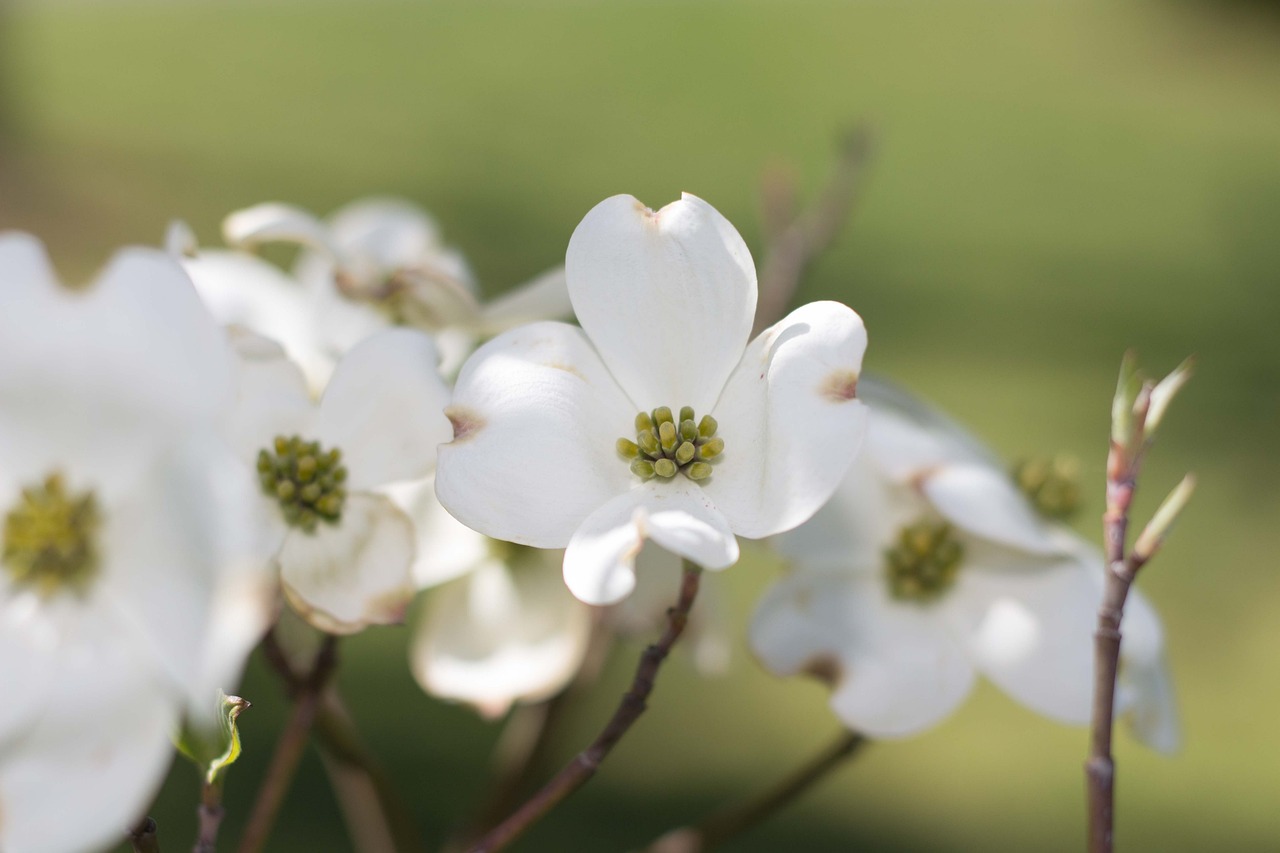 柏倉(cāng)玲華最新動(dòng)態(tài)揭秘，多面魅力的璀璨之星探索