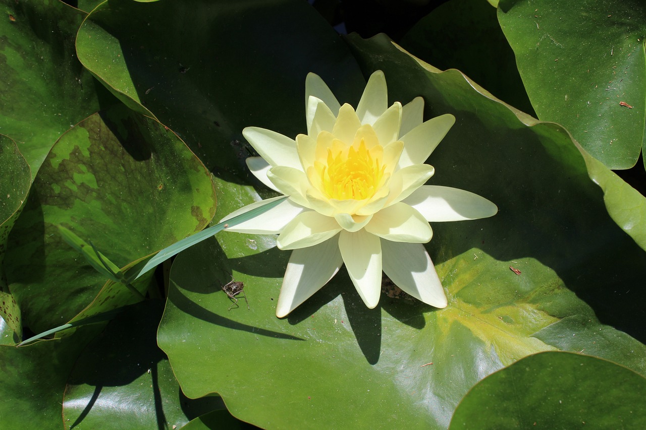 西蘇重卡最新動(dòng)態(tài)，引領(lǐng)行業(yè)創(chuàng)新，塑造未來重卡新標(biāo)桿