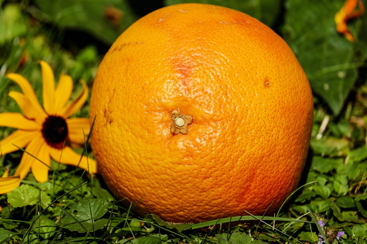 菜雞狗直播最新動態(tài)，探索新領(lǐng)域，掀起直播熱潮新篇章