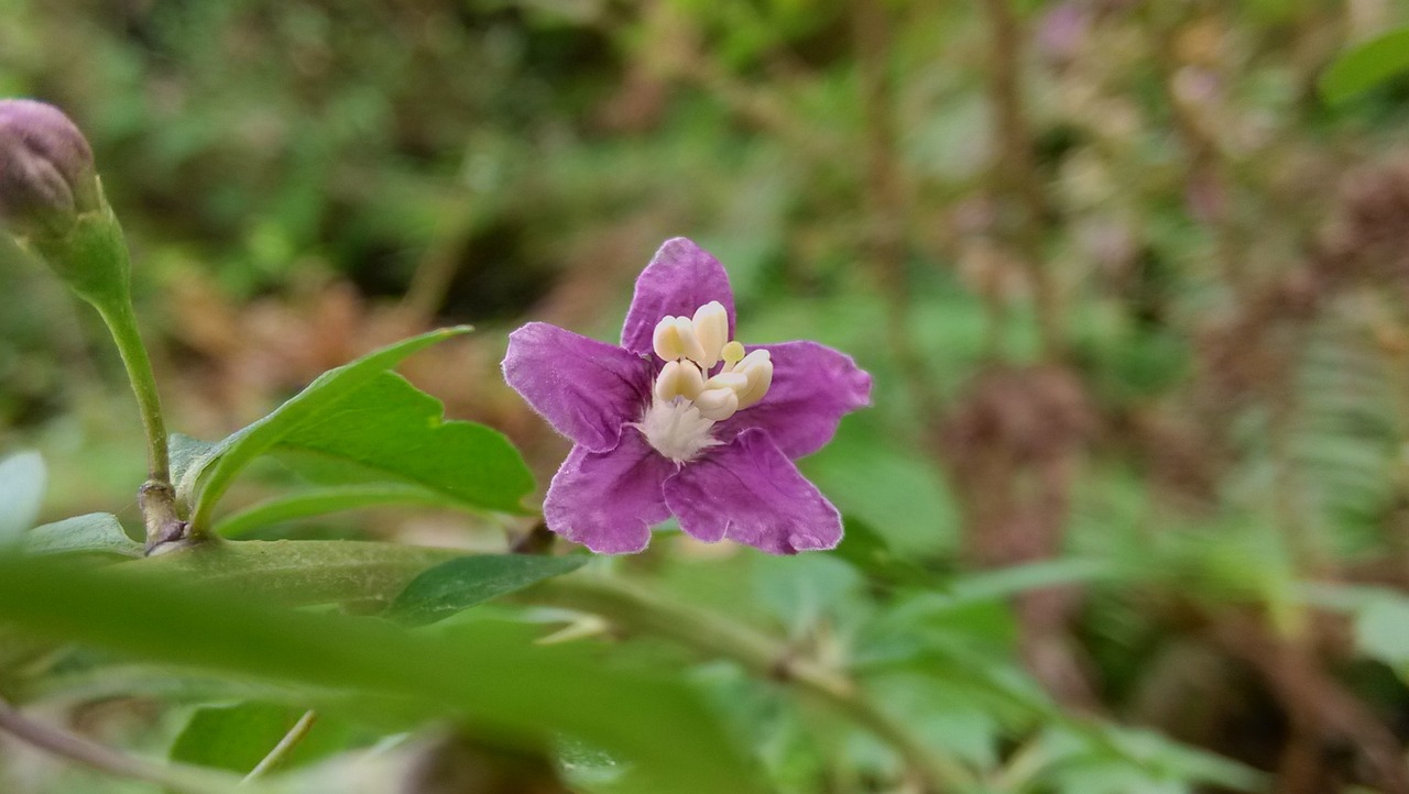 埃塞內(nèi)戰(zhàn)最新動(dòng)態(tài)，沖突持續(xù)，影響深遠(yuǎn)