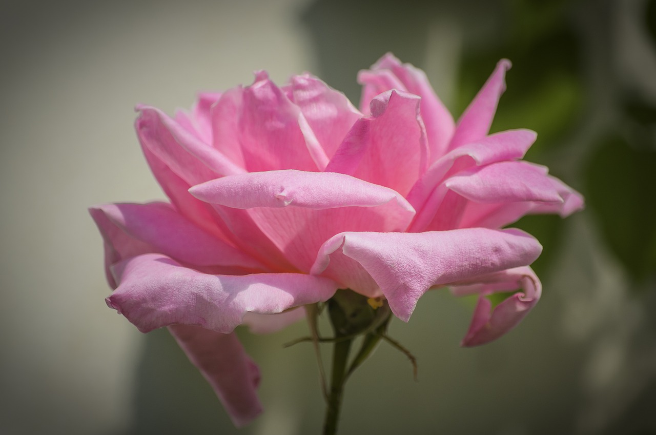最新品種茶花，綻放獨(dú)特魅力與美麗風(fēng)采