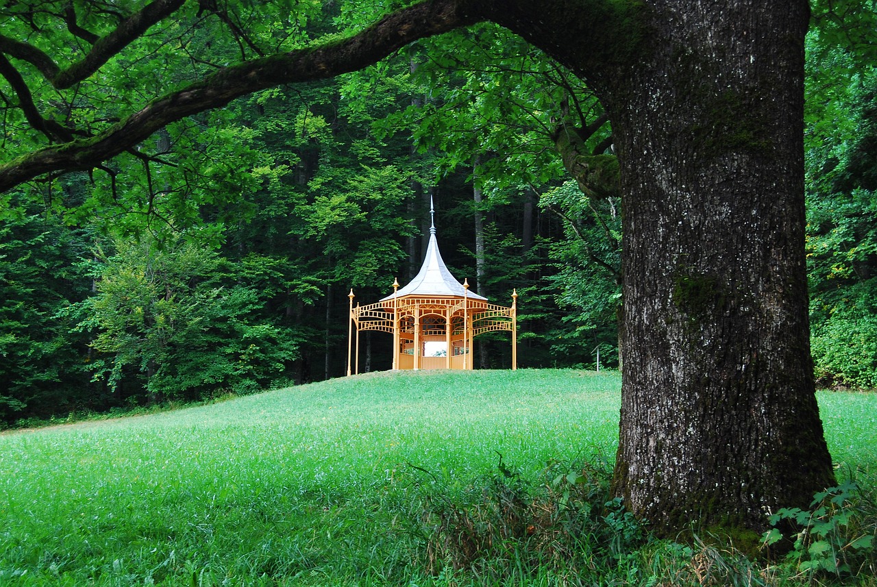 南寧金花茶公園最新魅力展示