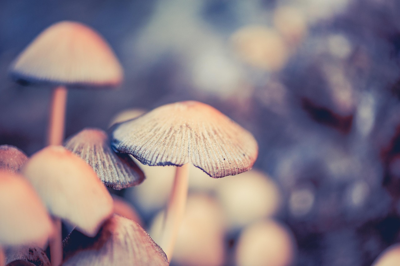 含羞草最新站，科技與自然的完美融合探索