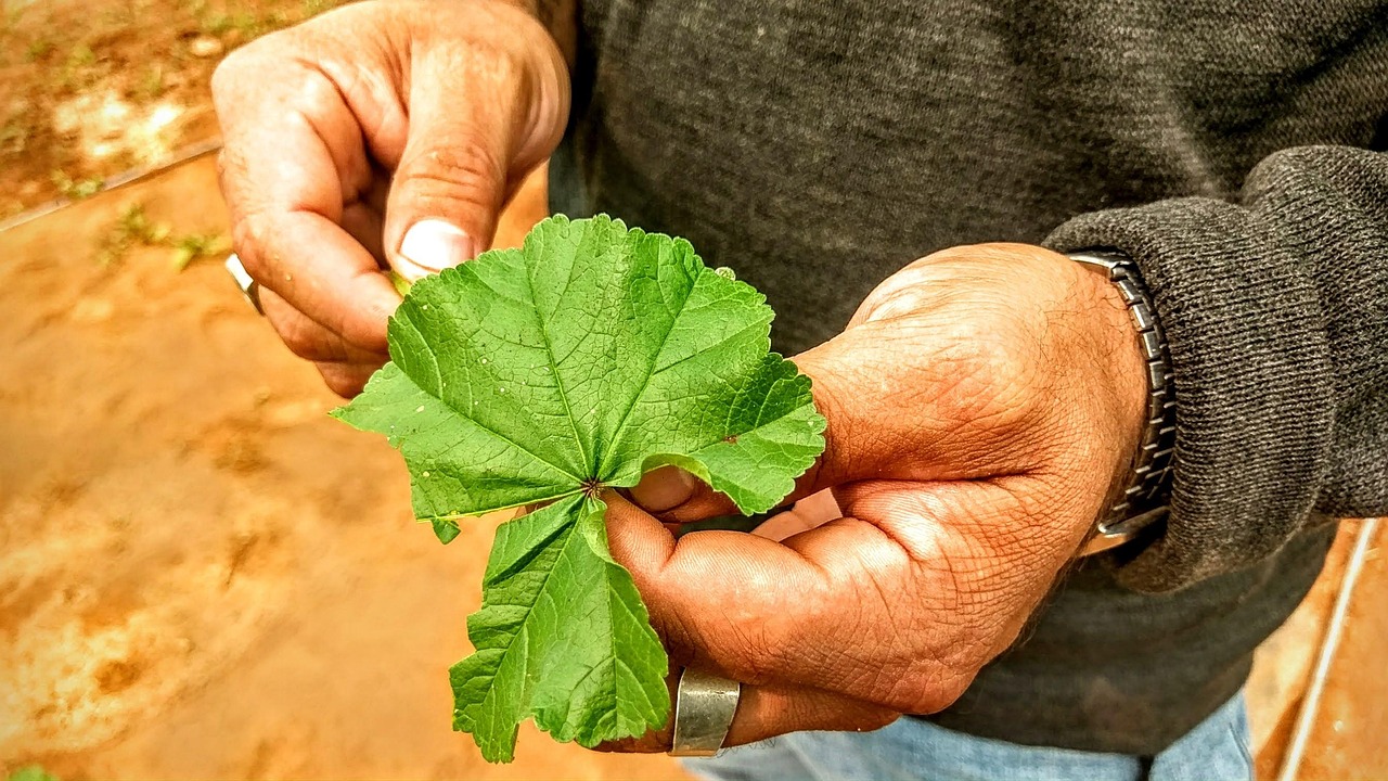 白癜風(fēng)最新治愈率及其影響因素分析