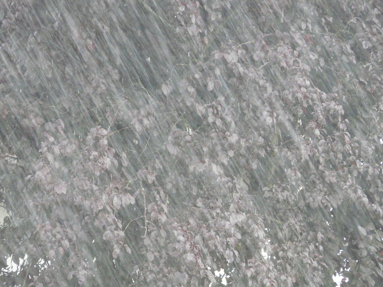 東北大暴雨最新情況報(bào)告，暴雨進(jìn)展與影響分析