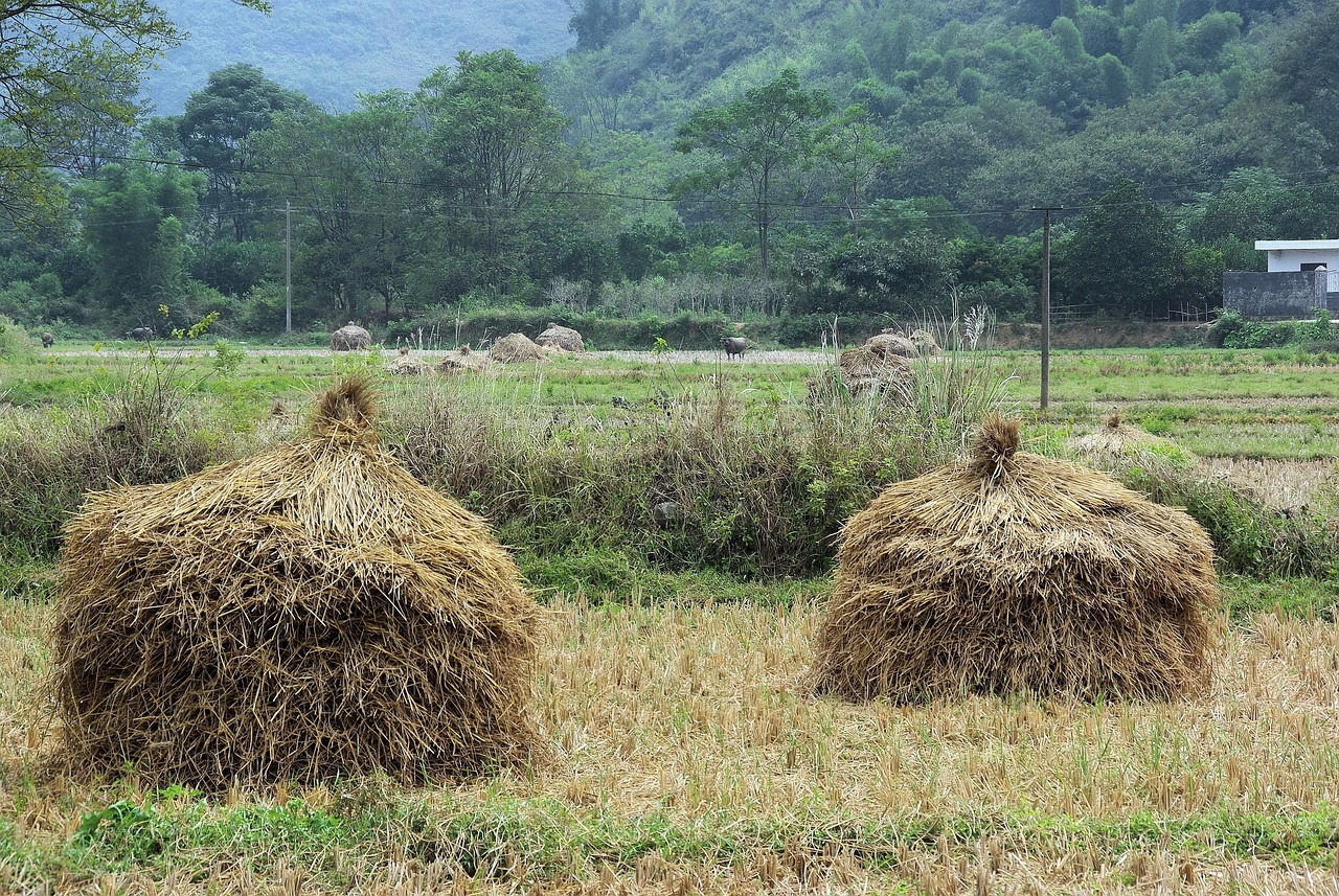 內(nèi)華達(dá)州選舉最新動(dòng)態(tài)，重塑未來的力量揭曉