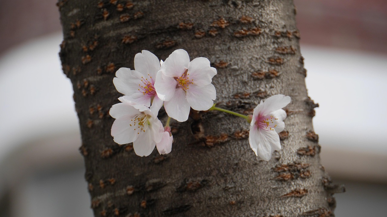 櫻桃產(chǎn)業(yè)最新動(dòng)態(tài)，從種植到市場全方位解讀櫻桃最新消息