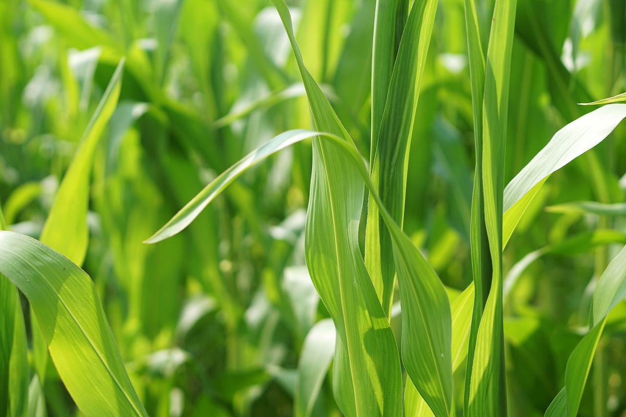 蒼山蒜苔價(jià)格最新行情及分析概述