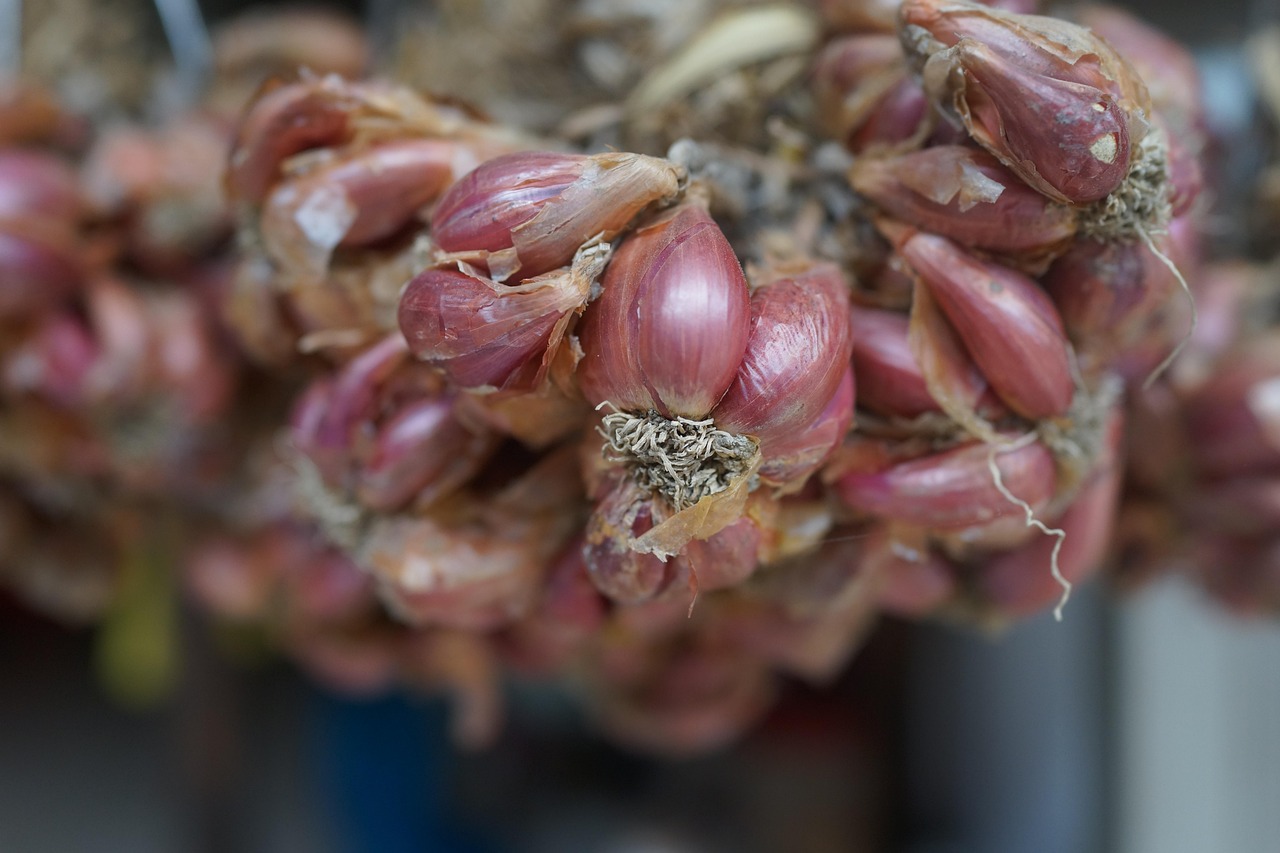 五月生牛肉行情深度解析，市場動態(tài)與趨勢預測