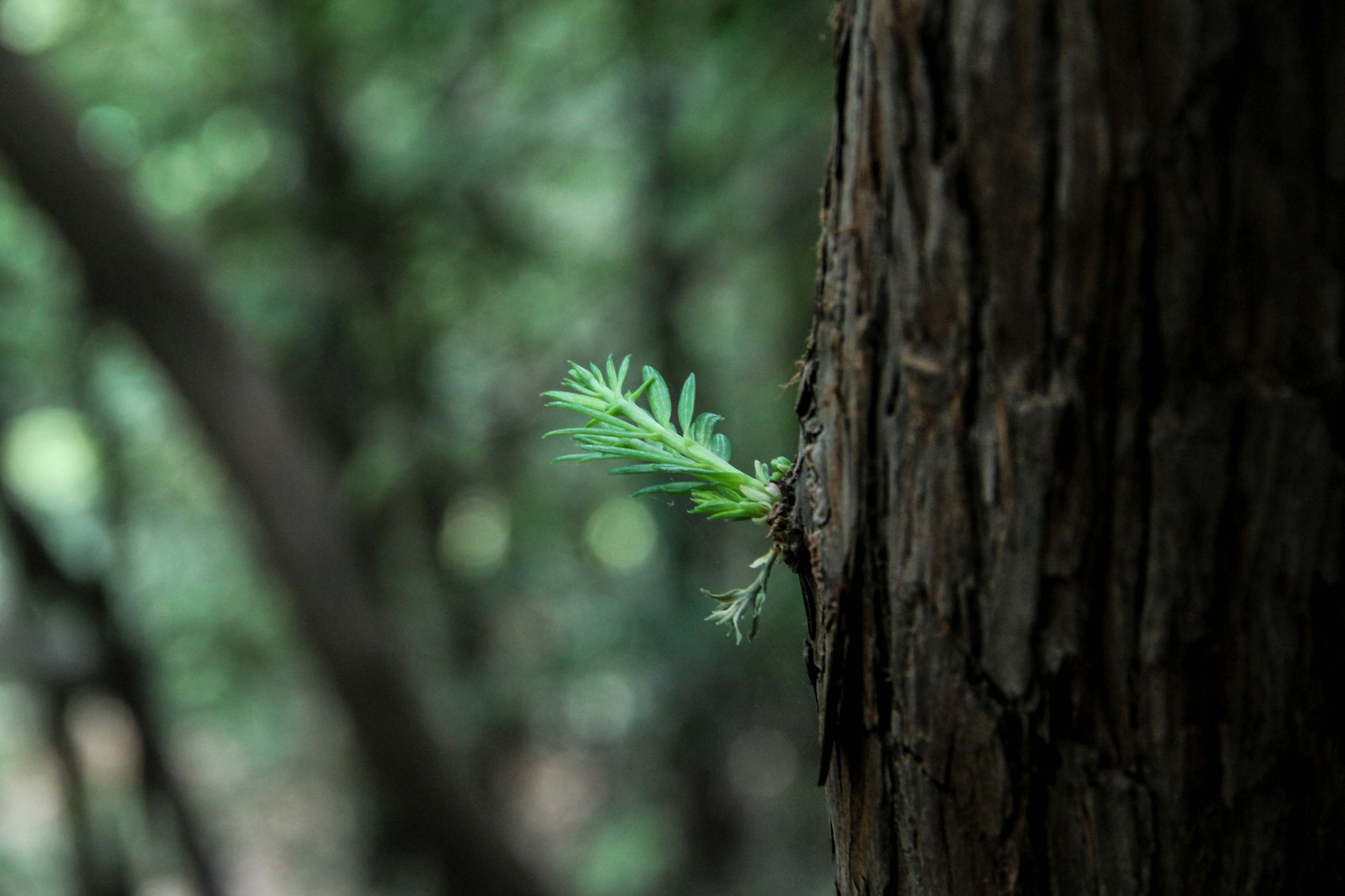 五月萌芽熊新篇，成長的力量與希望的綻放