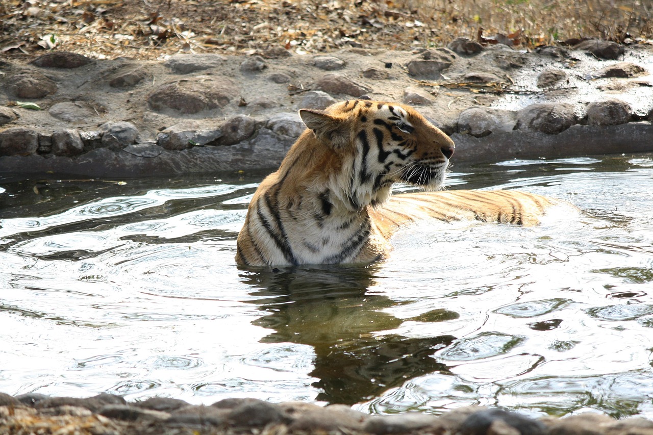 五月動物園老虎傷人事件最新進(jìn)展深度解析與探討